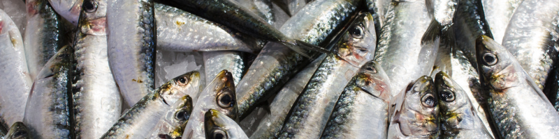 Comer peixe aumenta o risco de intoxicação